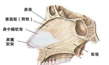 譬如佟丽娅这张意境写真，从鼻子中段就开始透光。一度也被网友猜测是做了鼻子。