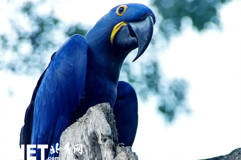 根据英国国际鸟盟的一项研究，斯比克斯金刚鹦鹉被证实已灭绝或被认为极有可能灭绝。