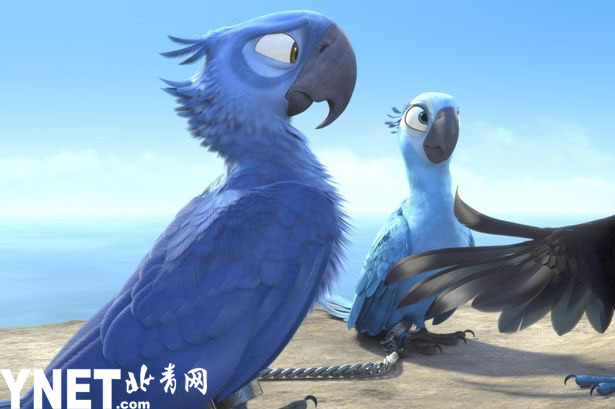 在2011年的漫画中，一只名叫Blu的鸟试图与Jewel交配，Jewel是其物种中最后一个已知的野生成员。