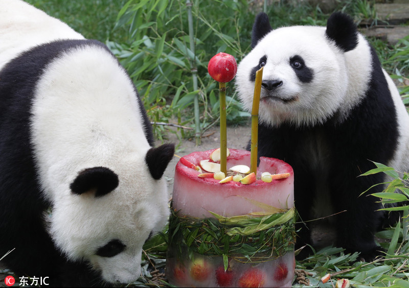 旅居西班牙大熊猫 竹莉娜 迎2岁生日吃蛋糕庆祝