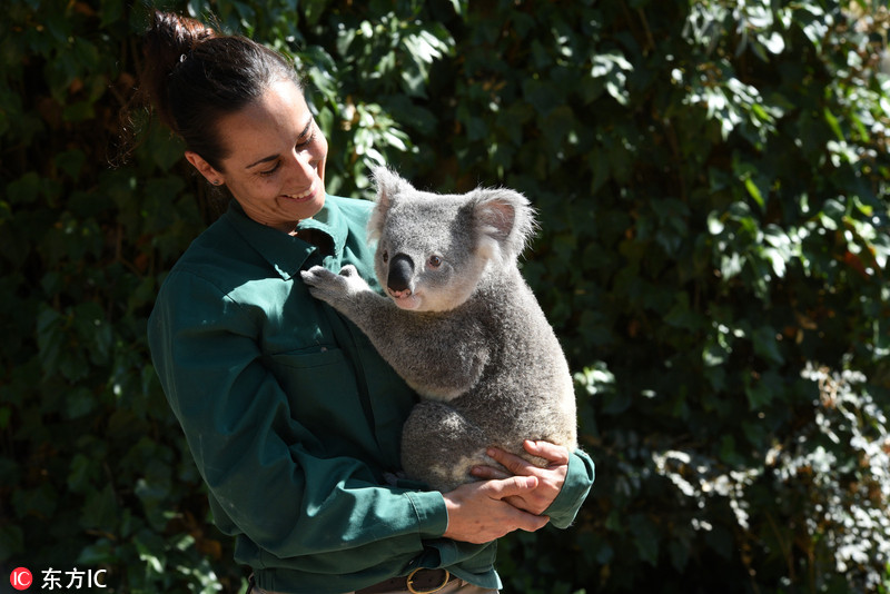 12 西班牙动物园小考拉亮相 害羞抱紧饲养员乖巧惹人爱