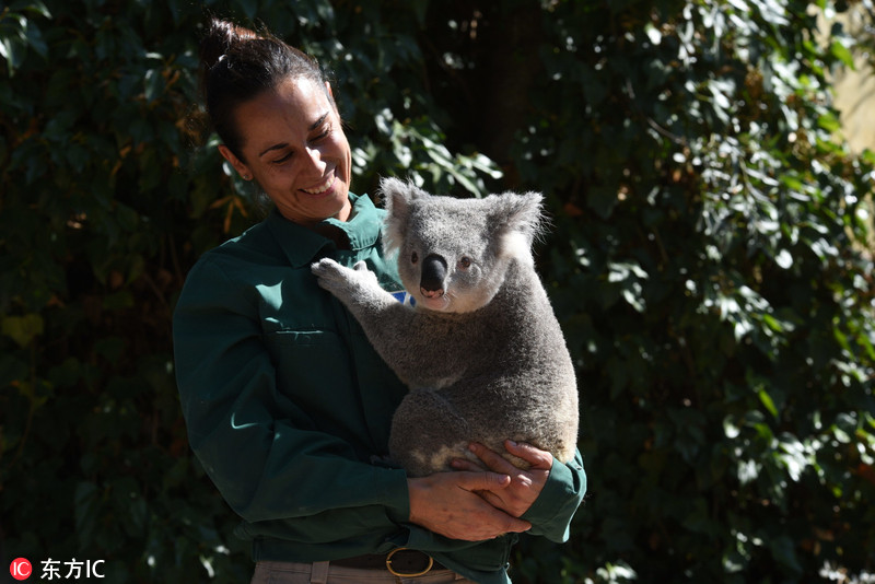 西班牙动物园小考拉亮相害羞抱紧饲养员乖巧惹人爱
