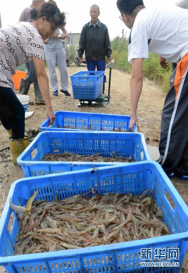 3 河北曹妃甸:虾蟹丰收