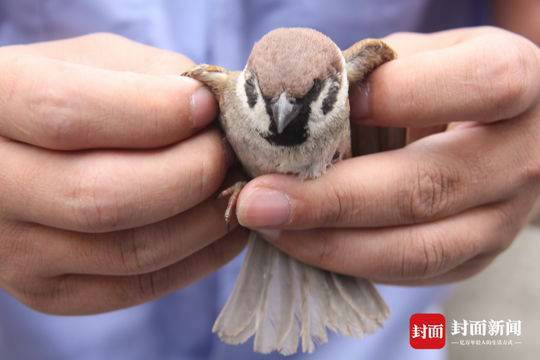 男子偷运麻雀被罚 准备用来诱捕流浪猫和家养猫