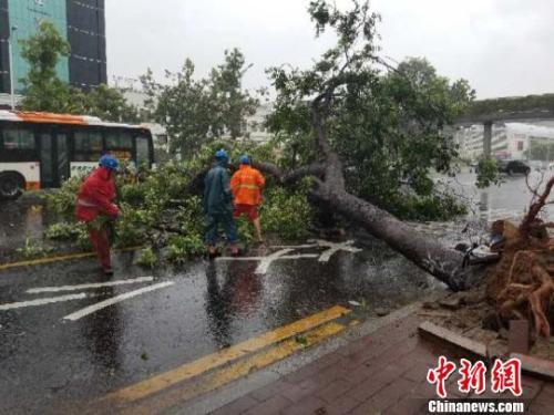 台风过后，广州绿化抢修人员正在清理倒下的树木。王玮 摄