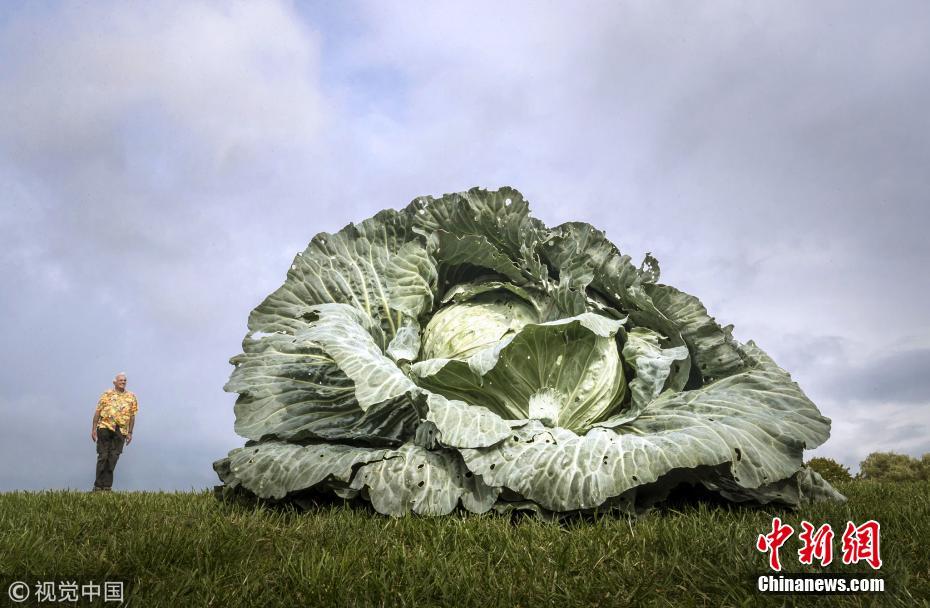 英国举办巨型蔬菜大赛蔬菜界巨无霸齐聚一决高下