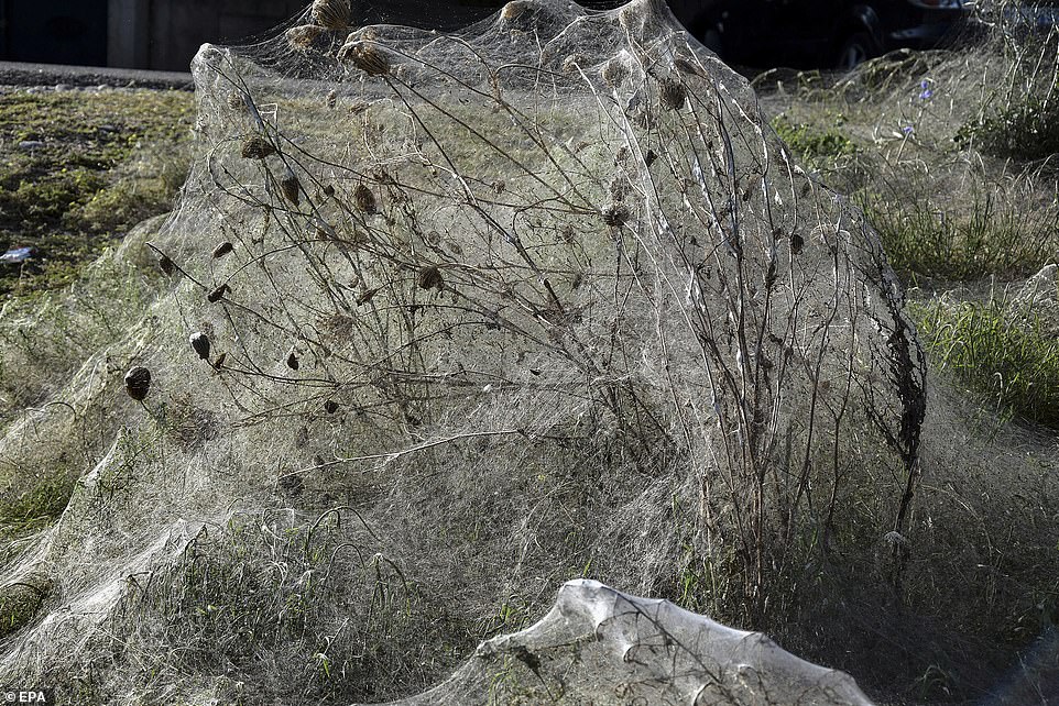 希腊小镇海岸线惊现巨型蜘蛛网长达300米