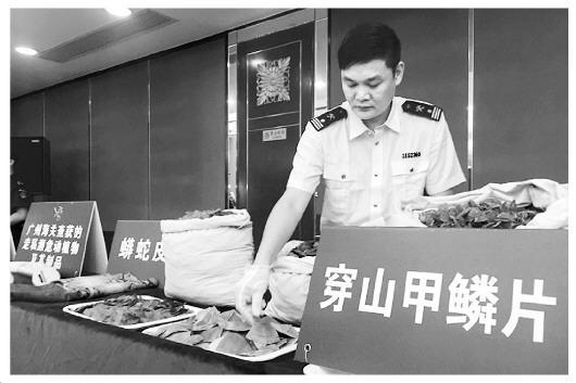 广州海关查获的部分穿山甲鳞片。