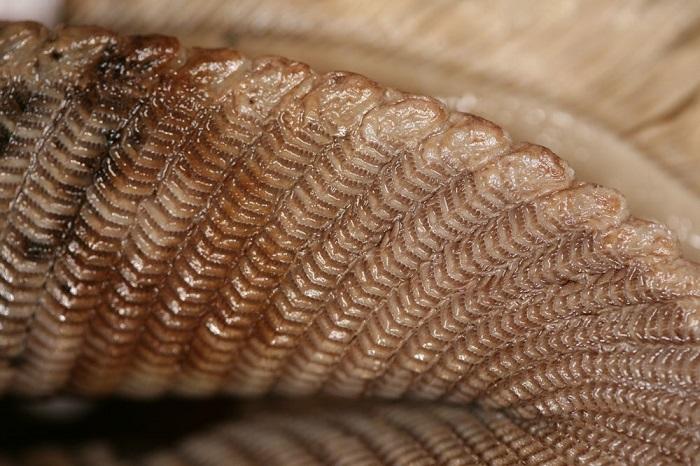 蝠鲼有独特的鳃耙结构,长而平行的叶状阵列(图自:俄勒冈州立大学)