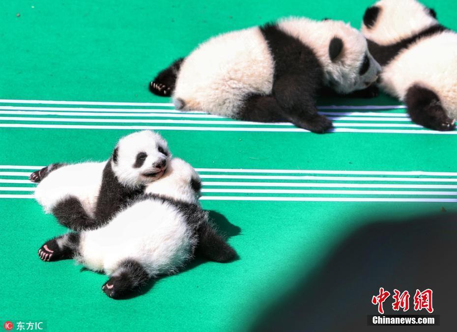 10 12只新生熊猫宝宝集体亮相 变成"音符"满地打滚