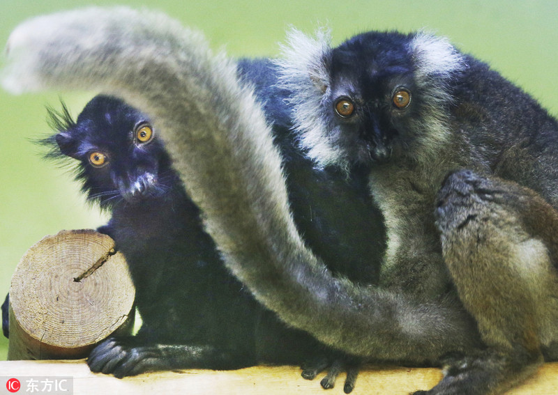 日本猿猴乐园(japan monkey center)的黑狐猴"太阳"(sun)和"月亮"