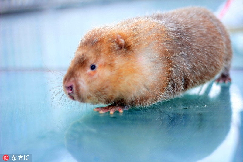 广东金子山员工在玻璃桥上遛芒鼠 引游客争相拍照成网红鼠