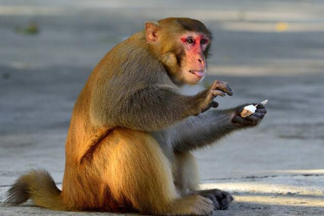 宁波雅戈尔动物园内一猴子被游客投喂辣条辣到崩溃