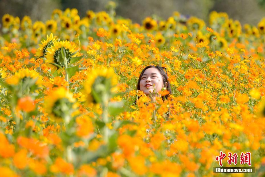 长沙七万余株向日葵拼成 葵海