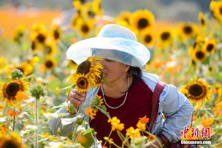 长沙七万余株向日葵拼成 葵海
