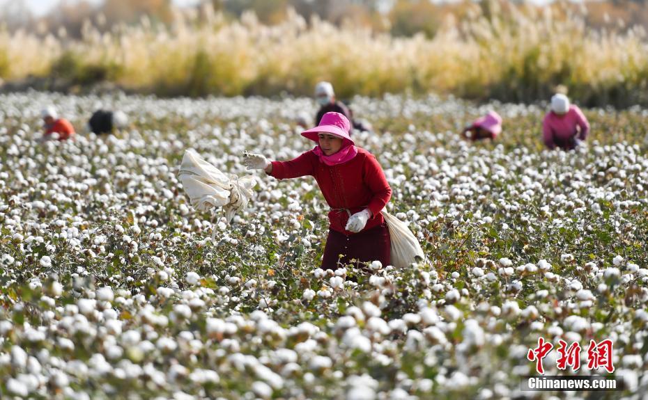 9月中下旬天山南北进入棉花采摘期,目前正是新疆各