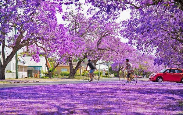 蓝花楹盛开的季节去澳大利亚邂逅紫色仙境