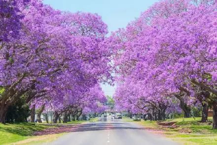 蓝花楹盛开的季节去澳大利亚邂逅紫色仙境