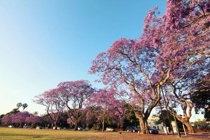 紫色花海