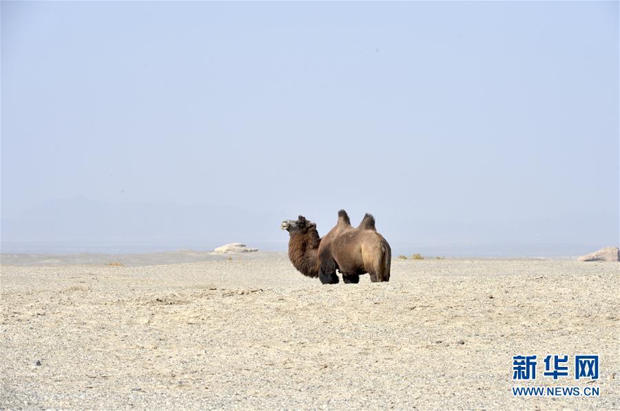 这是10月16日在敦煌西湖国家级自然保护区拍摄的野骆驼.