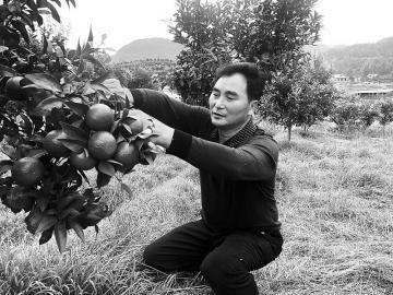马宗平查看果树长势。