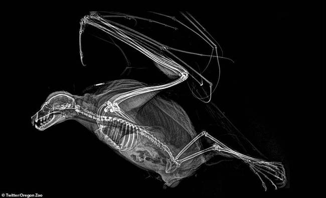 新浪科技讯 北京时间10月23日消息，你能从X射线下骨骼外型猜出它们是哪种动物吗？图中是罗德里格斯飞狐，它实际上是一种蝙蝠物种，只在印度洋罗德里格斯岛上发现过。在它的弓形身体结构可看到非常长的趾指，它们的翅膀实际上是长有蹼的手臂，这是鸟类和飞行哺乳动物的显著差别。