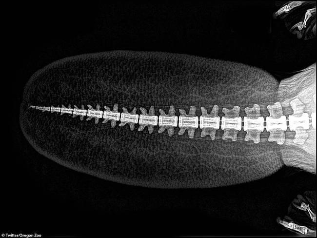 图中显示河狸身体末端一直延伸至尾部的脊椎骨，延伸的脊椎骨有助于增强尾部力量，帮助它们游泳和建造河坝。河狸长着有蹼后肢，较宽、带有鳞片的尾巴，它们的领地意识很强。