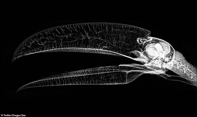 巨嘴鸟，是人们一眼就能识别出来的鸟类之一，但是在X射线扫描下，它的喙部结构中没有骨骼，而且没有标志性的橙色。