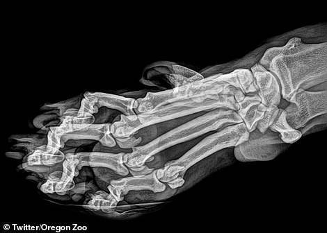 图中是老虎的爪子，老虎的皮毛和皮肤很容易被移除，因此在X射线下可以清晰地呈现老虎锋利有力的爪部骨骼结构。