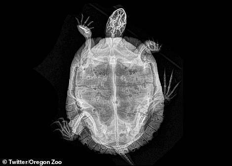 俄勒冈州动物园生活着许多动物，图中是乌龟，由于X射线很难穿透龟壳，很难清晰地观看乌龟内部骨骼结构。