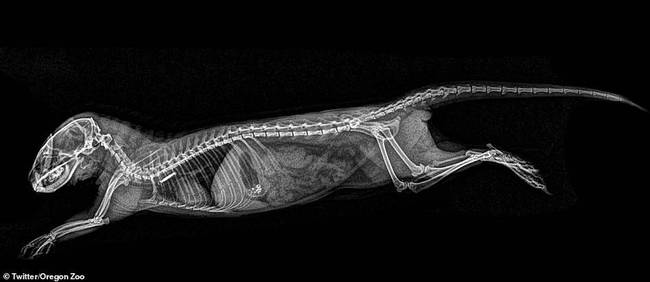 这只侏儒猫鼬身体仅长20厘米，体重不超过300克。它们以群居方式生活在一起，通常群体数量可达到40只。