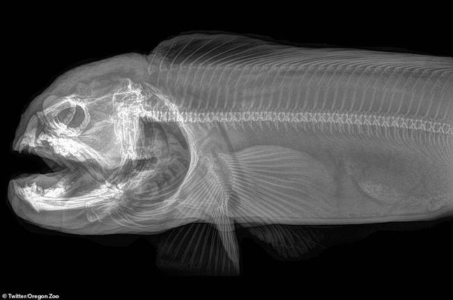 狼鳗是俄勒冈动物园中最丑的动物之一，从它的骨骼结构来看，很难扭转其丑陋的名声。它们体长可达到2.4米，重量达到18.4公斤。