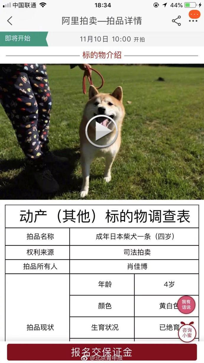 柴犬月份身高对照图图片