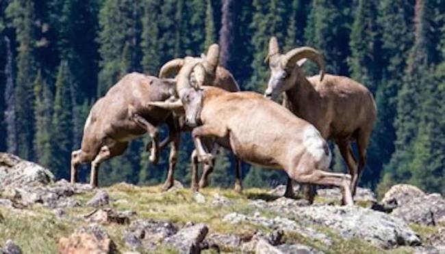 展现力量：雄性大角羊最独特之处在于发情期争夺交配权发生的激烈“肉搏战”，雄性的角大小象征着它的力量和交配特权，具有统治地位雄性大角羊的羊角重量可达14公斤。它们不会争夺领地，只会争夺交配权。