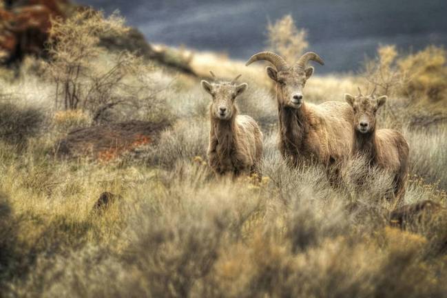 群居生活：洛基大角羊发情季从秋季中期持续到冬季初期，雌性每年繁殖一次，孕期大约5-6个月。雌性选择一个偏僻的地方产下不超过两只小羊羔，小羊羔很快学会行走，跟随妈妈沿着陡峭岩壁攀爬。在山区它们必须识记路线，通常妈妈会喂奶4-5个月，雄性在饲养后代方面未起到什么作用。