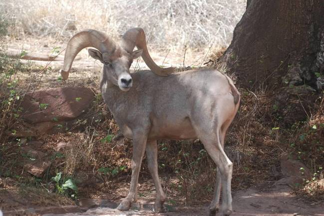 适应环境：大角羊的一个亚种是沙漠大角羊，它们已适应了干旱沙漠山区环境。与体形健硕的洛基山脉大角羊相比，沙漠大角羊体形略小，腿部较长，毛色较淡，但仍长着庞大强硬的羊角。