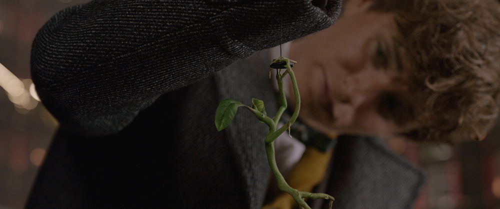 护树罗锅依旧呆萌回归