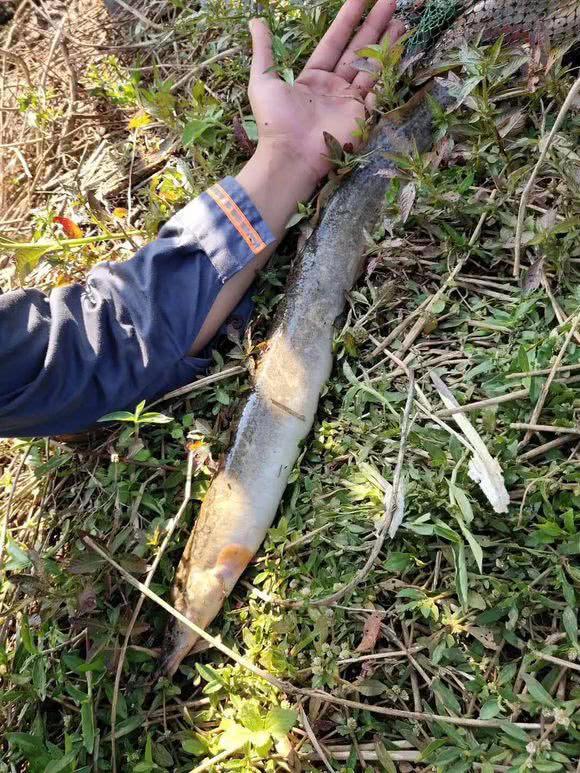 泥鳅能长这么大？