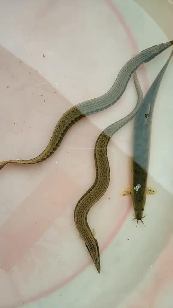 泥鳅和刺鳅的对比，刺鳅体型稍大