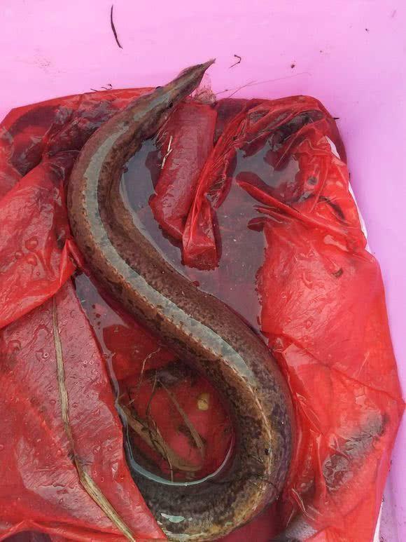 一般的刺鳅在二三两左右