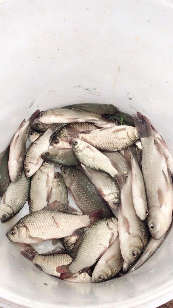 最近也是各种“鱼王”频出，前几天刚有人捕到巨型鳝鱼，这又来一条超级泥鳅...