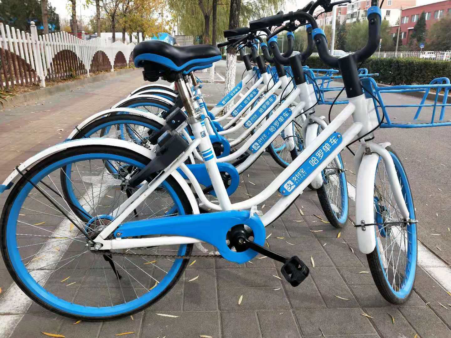 昌平街头的哈啰单车