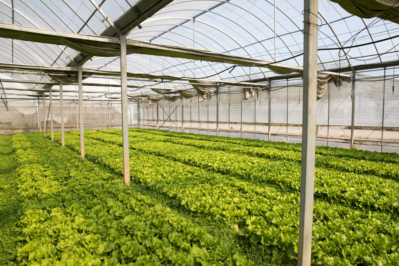 俄美女探访盒马物联网农场揭秘双11新零售黑科技