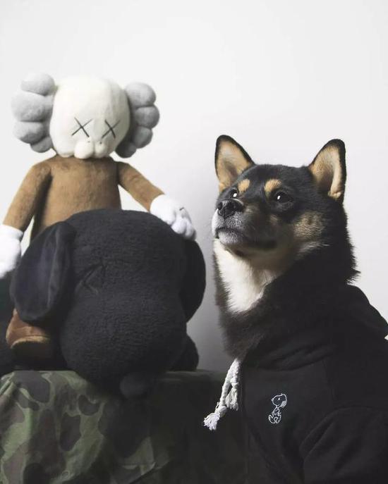 想不到狗狗拥有的潮牌比我还多