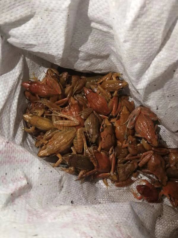 护卫青山绿水 东阳民警夜巡救了96只"镇海林蛙"