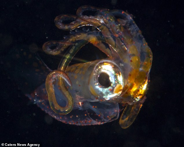 摄影师潜水拍摄奇怪的海洋生物宛如外星生物