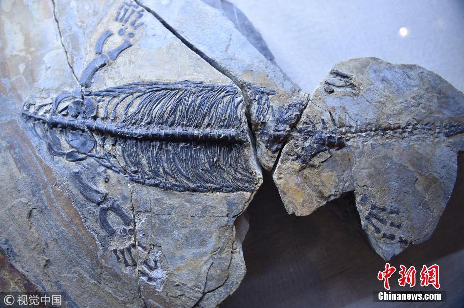 安徽首次集中展示巢湖龙动物群