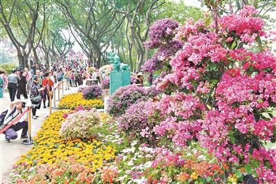 秋来著花满庭芳18广州簕杜鹃花展拉开秋花节年度大幕