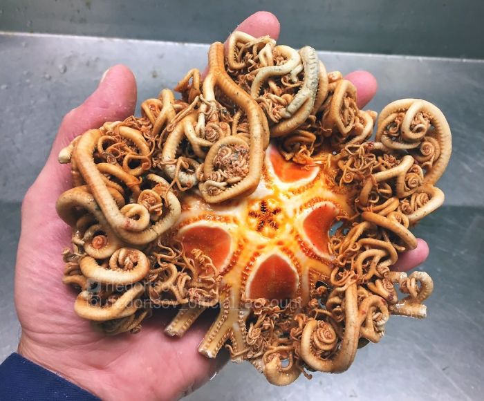 " "海底之美" "这些鱼让我想起了指环王中的小矮人" "可怕的牙齿"