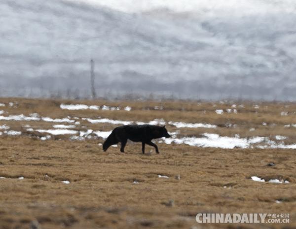 图为在三江源国家公园黄河源园区发现的黑狼。(图片来源：世界自然基金会供图)
